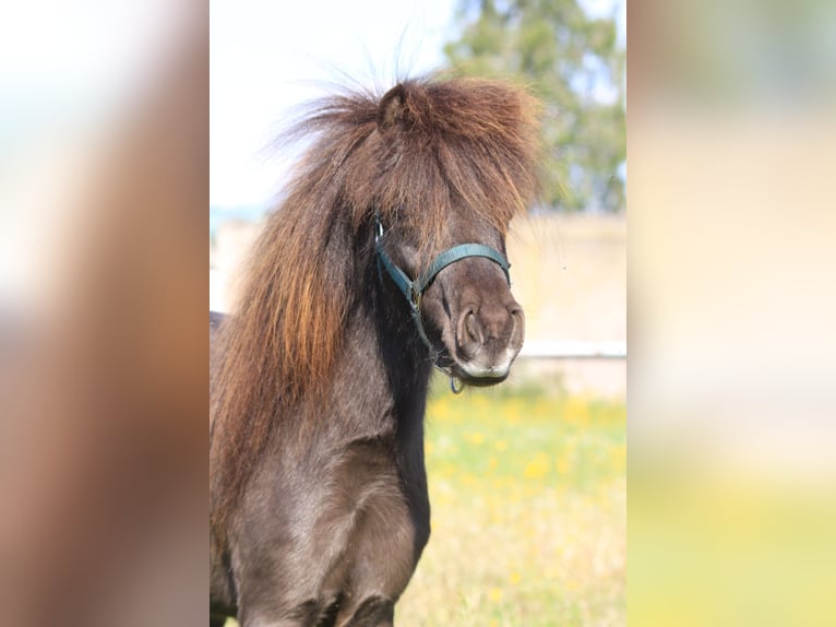 American Miniature Horse Stute 2 Jahre Rappe in Laakdal