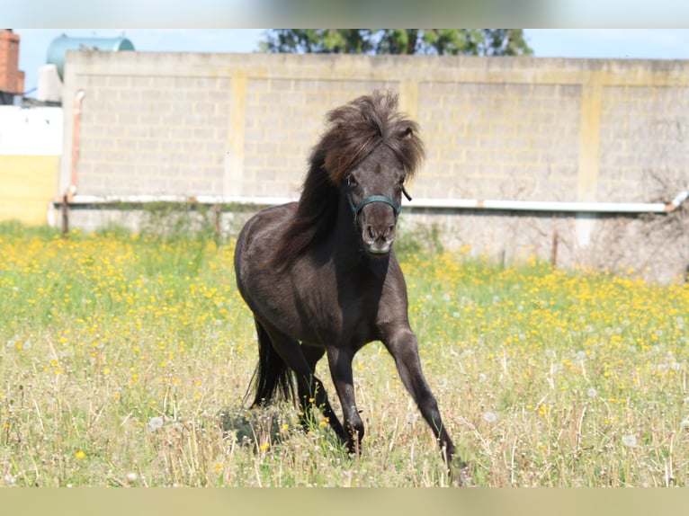 American Miniature Horse Stute 2 Jahre Rappe in Laakdal