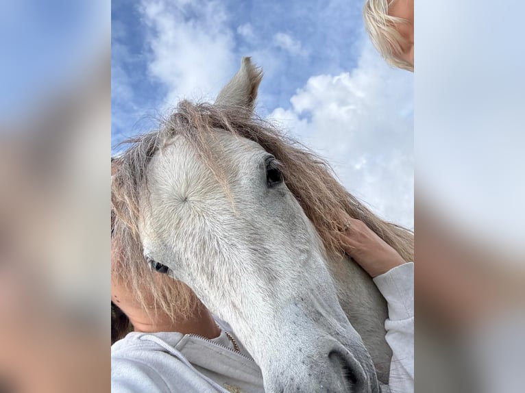 American Miniature Horse Mix Stute 2 Jahre Schimmel in Bad Krozingen