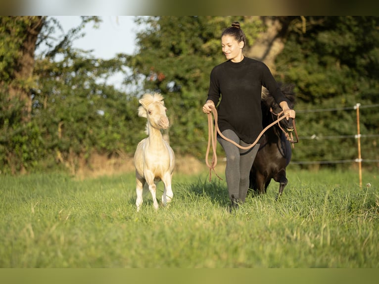 American Miniature Horse Stute 3 Jahre 80 cm Champagne in Loye sur Arnon