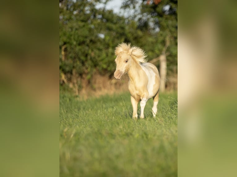 American Miniature Horse Stute 3 Jahre 80 cm Champagne in Loye sur Arnon