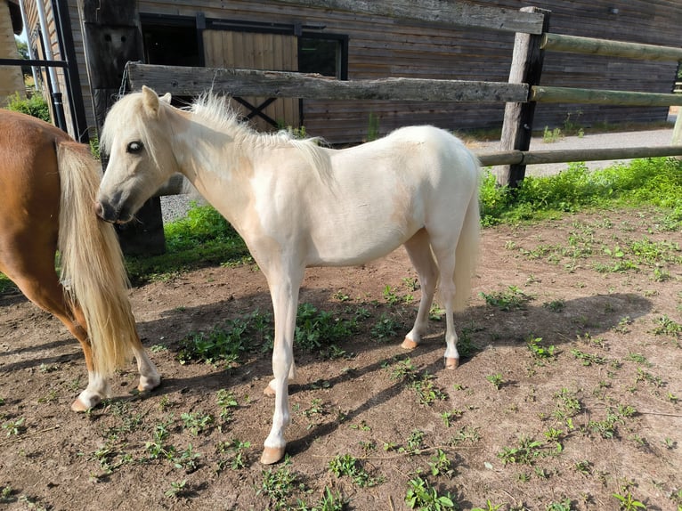 American Miniature Horse Stute 3 Jahre Palomino in Chaveyriat