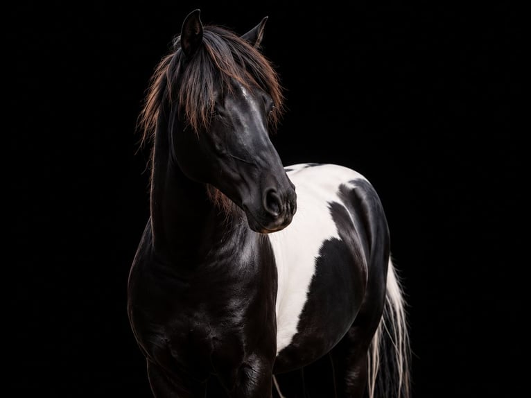 American Miniature Horse Stute 4 Jahre 100 cm  in Kimswerd
