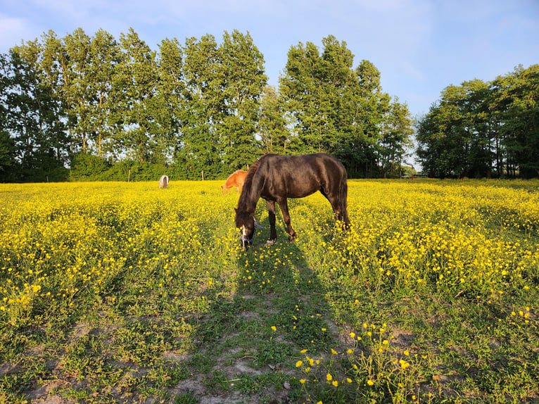 American Miniature Horse Stute 4 Jahre 100 cm  in Kimswerd