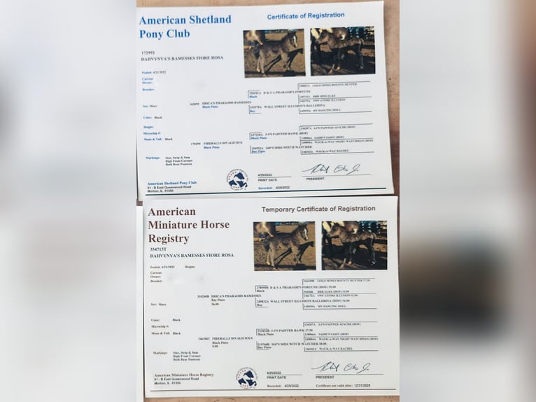 American Miniature Horse Stute 4 Jahre 100 cm  in Kimswerd