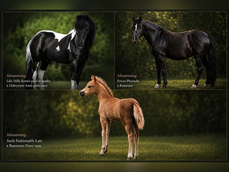 American Miniature Horse Stute 4 Jahre 100 cm  in Kimswerd