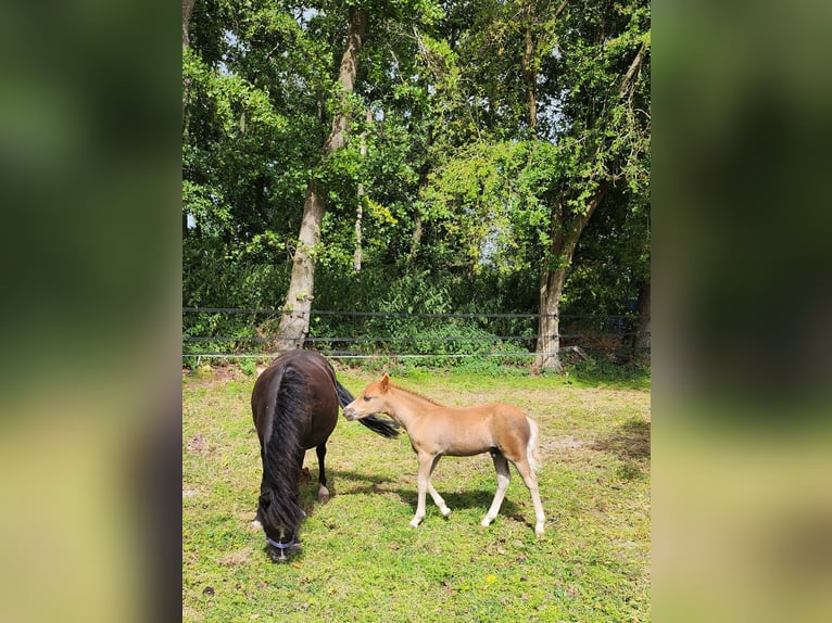 American Miniature Horse Stute 4 Jahre 100 cm  in Kimswerd