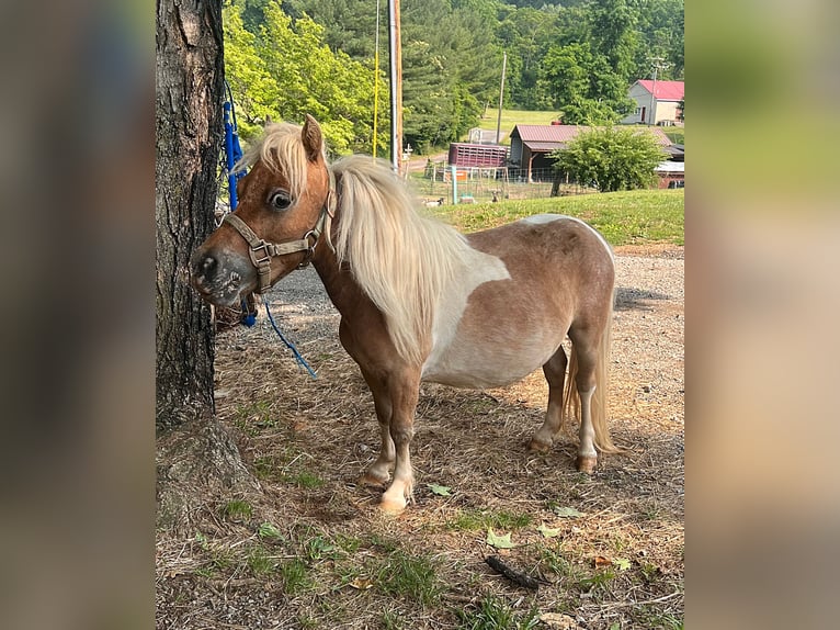 American Miniature Horse Stute 4 Jahre 74 cm Rotbrauner in Hedgesville