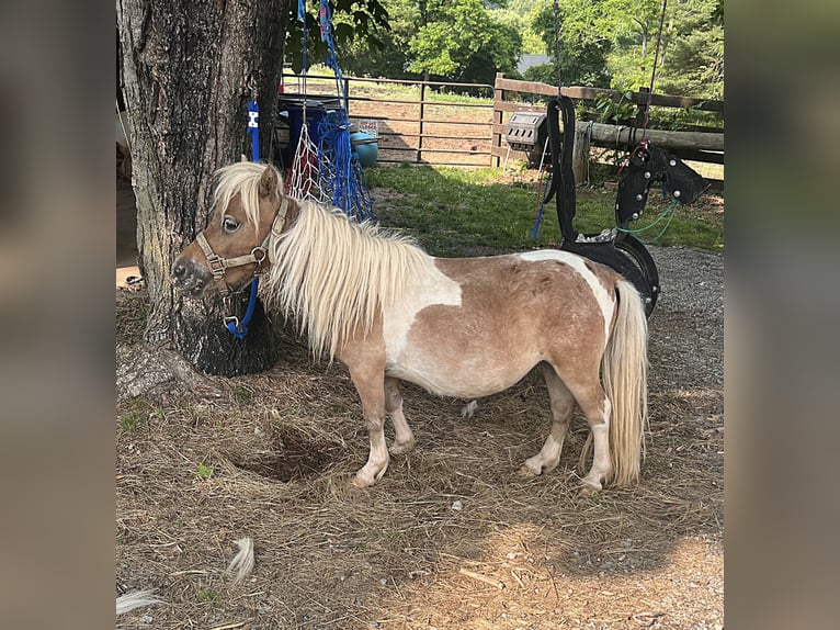 American Miniature Horse Stute 4 Jahre 74 cm Rotbrauner in Hedgesville