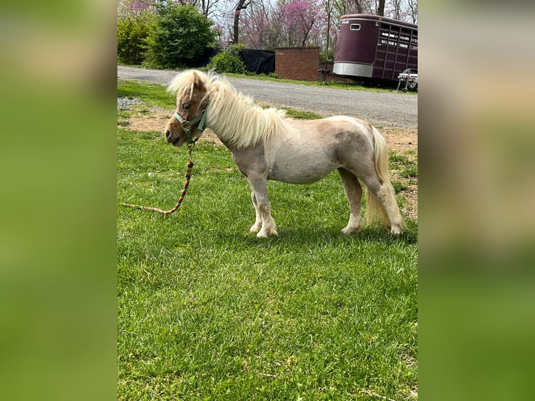 American Miniature Horse Stute 4 Jahre 74 cm Rotbrauner in Hedgesville