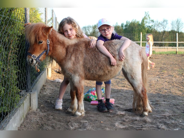 American Miniature Horse Mix Stute 4 Jahre 76 cm Roan-Red in Ruda