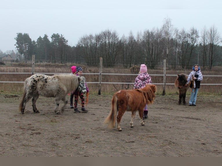 American Miniature Horse Mix Stute 4 Jahre 76 cm Roan-Red in Ruda