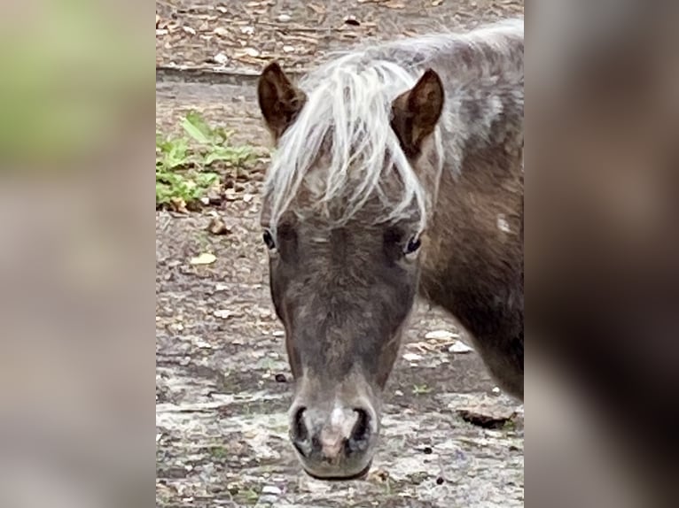 American Miniature Horse Stute 4 Jahre 80 cm Tigerschecke in Chantilly