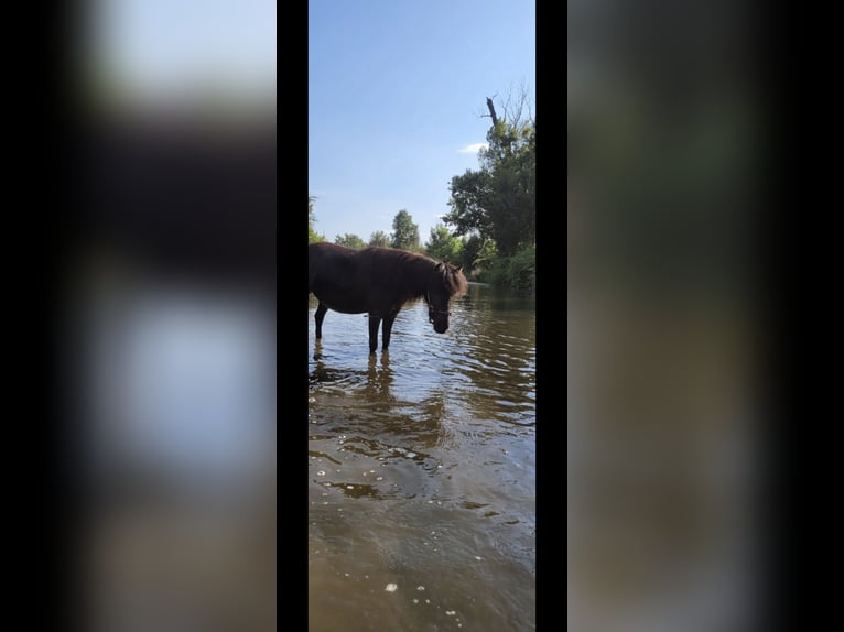 American Miniature Horse Stute 4 Jahre 83 cm Rappe in Wiener Neustadt