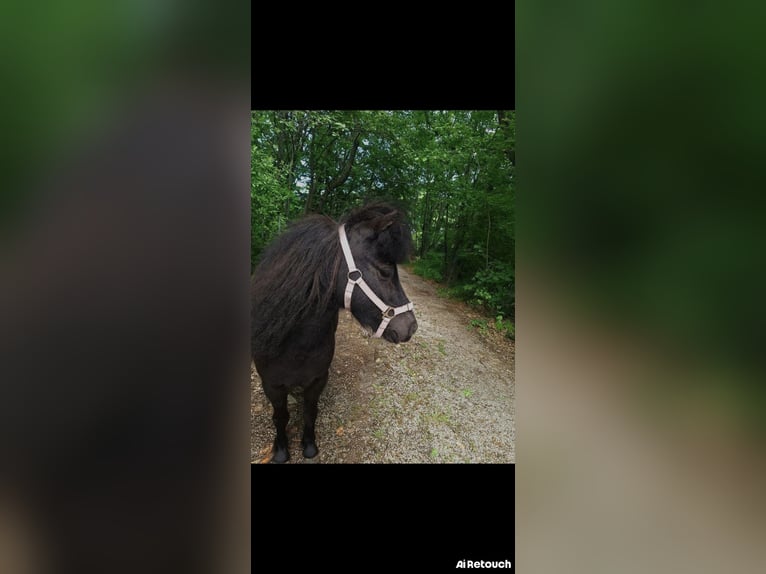 American Miniature Horse Stute 4 Jahre 83 cm Rappe in Wiener Neustadt