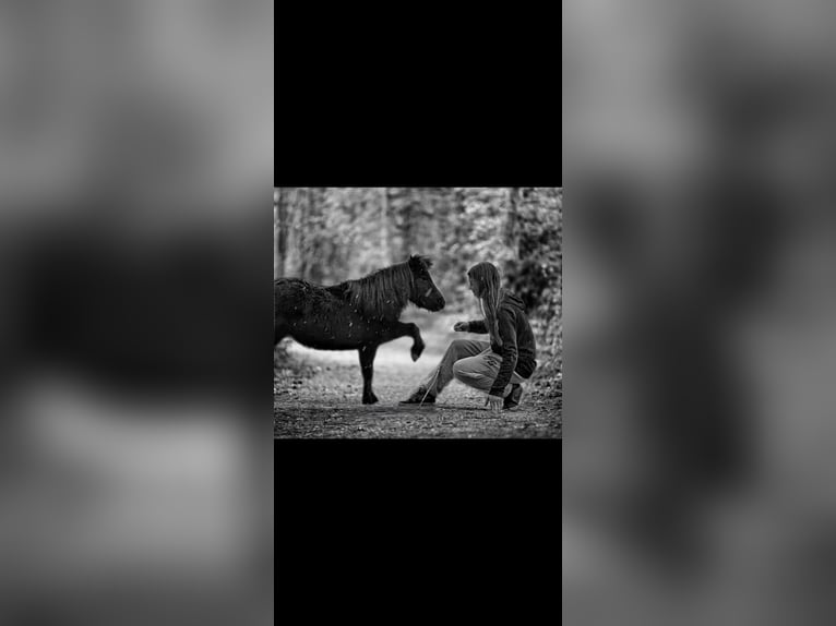 American Miniature Horse Stute 4 Jahre 83 cm Rappe in Wiener Neustadt