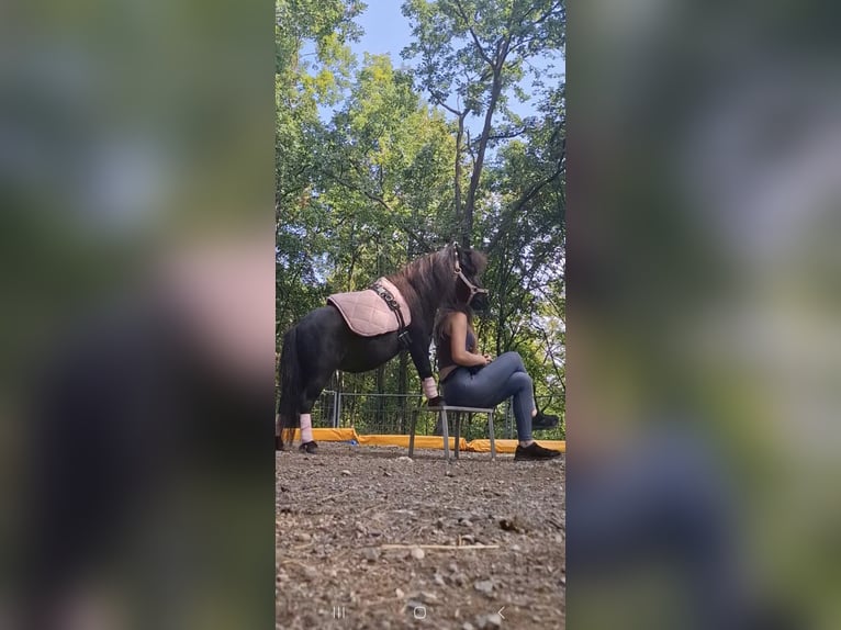 American Miniature Horse Stute 4 Jahre 83 cm Rappe in Wiener Neustadt