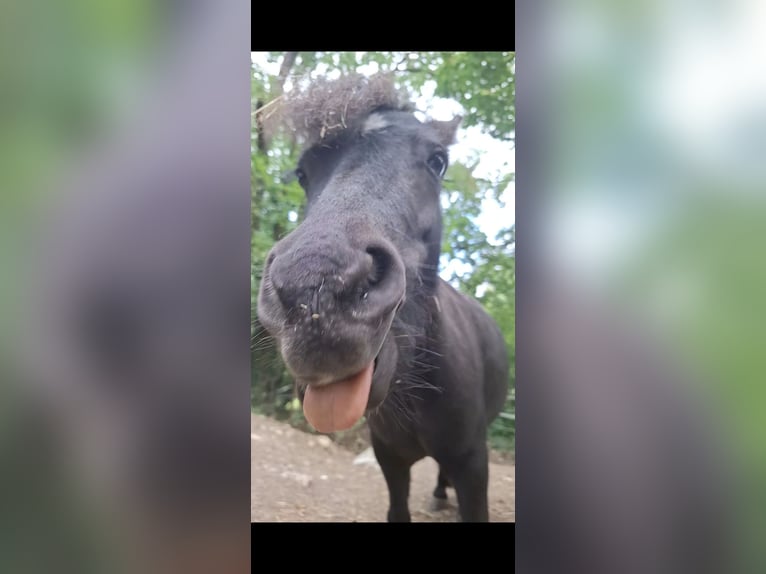 American Miniature Horse Stute 4 Jahre 83 cm Rappe in Wiener Neustadt