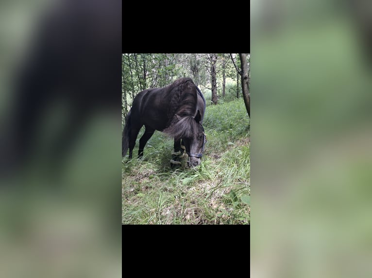 American Miniature Horse Stute 4 Jahre 85 cm Rappe in Wiener Neustadt