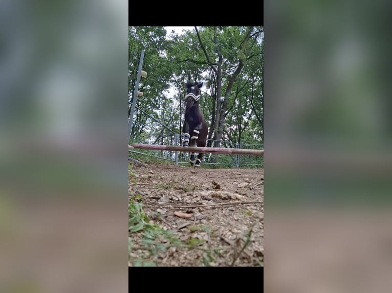 American Miniature Horse Stute 4 Jahre 85 cm Rappe in Wiener Neustadt