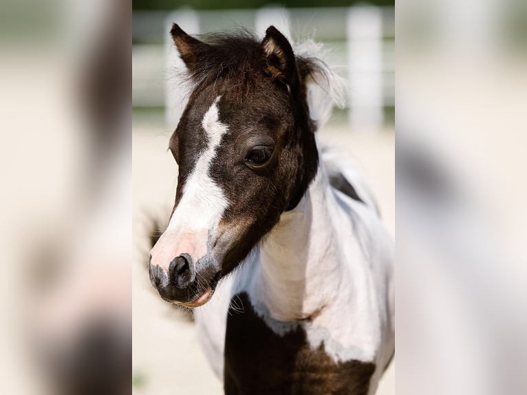 American Miniature Horse Stute 4 Jahre 85 cm  in Ebensee