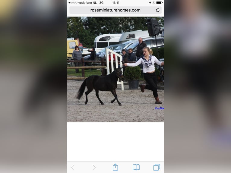 American Miniature Horse Stute 4 Jahre 95 cm Tobiano-alle-Farben in Bad Bentheim