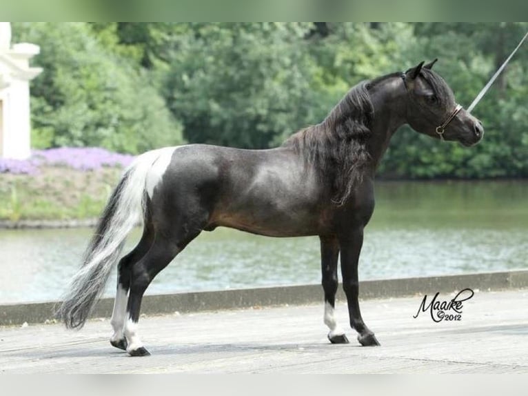 American Miniature Horse Stute 4 Jahre 95 cm Tobiano-alle-Farben in Bad Bentheim