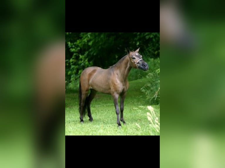 American Miniature Horse Stute 4 Jahre 95 cm Tobiano-alle-Farben in Bad Bentheim
