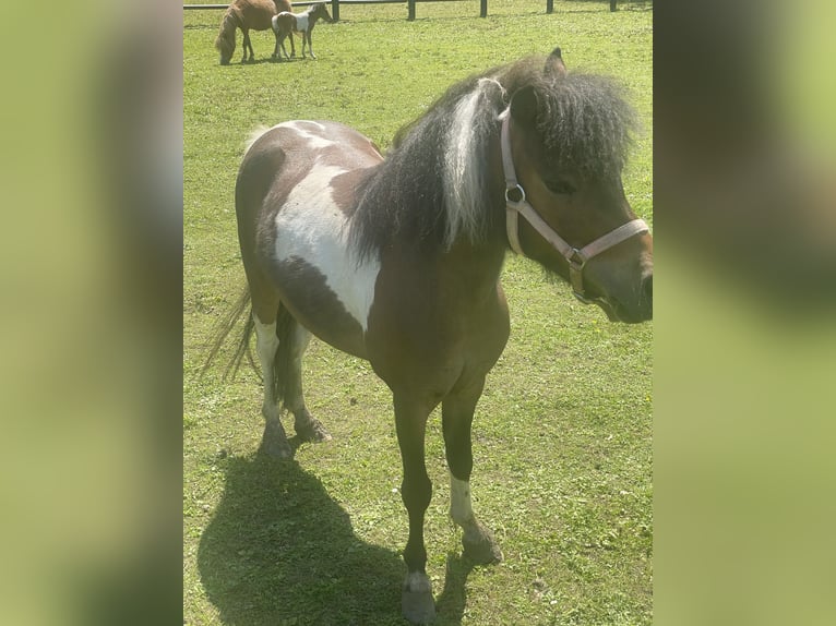 American Miniature Horse Stute 4 Jahre 95 cm Tobiano-alle-Farben in Bad Bentheim