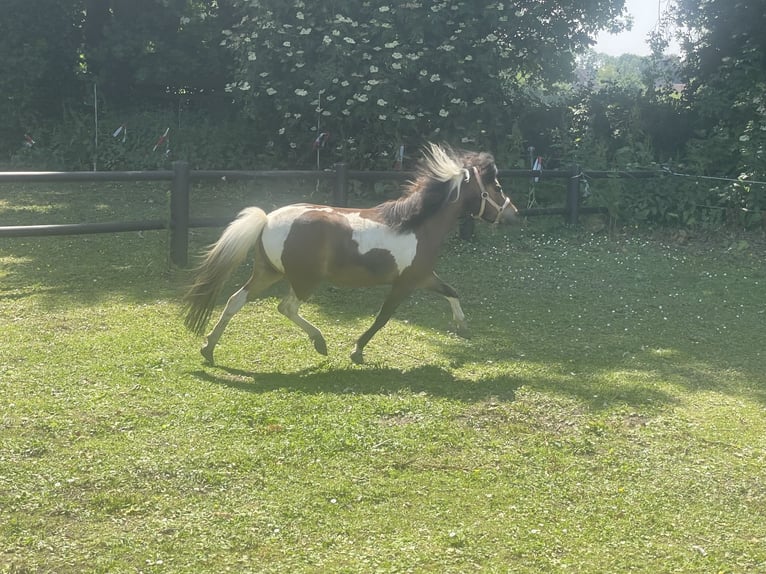American Miniature Horse Stute 4 Jahre 95 cm Tobiano-alle-Farben in Bad Bentheim