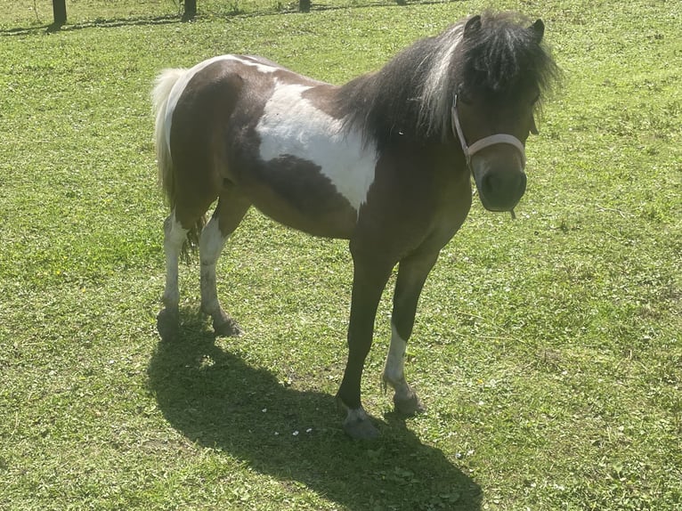 American Miniature Horse Stute 4 Jahre 95 cm Tobiano-alle-Farben in Bad Bentheim