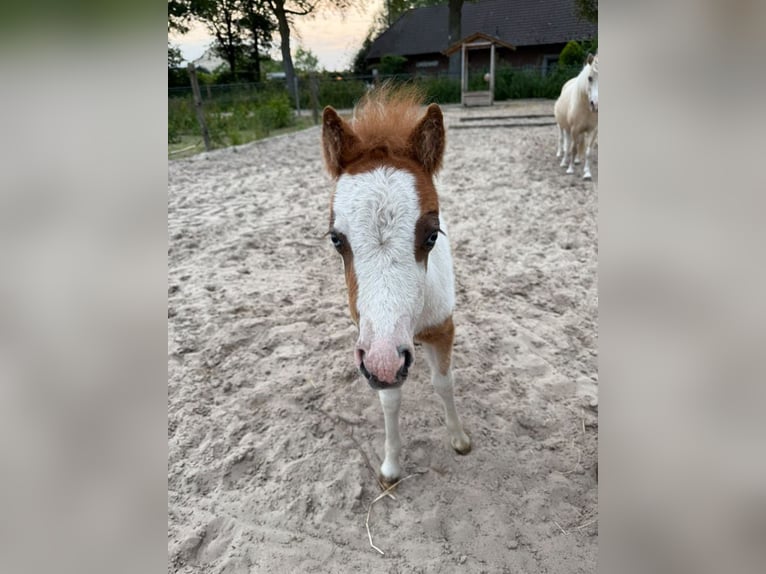 American Miniature Horse Stute 5 Jahre 81 cm Buckskin in Aarschot