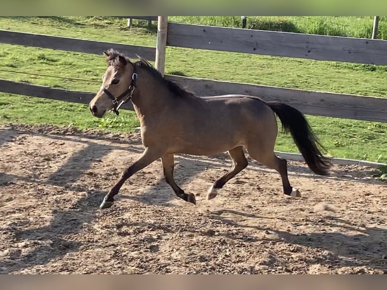 American Miniature Horse Stute 5 Jahre 81 cm Buckskin in Aarschot