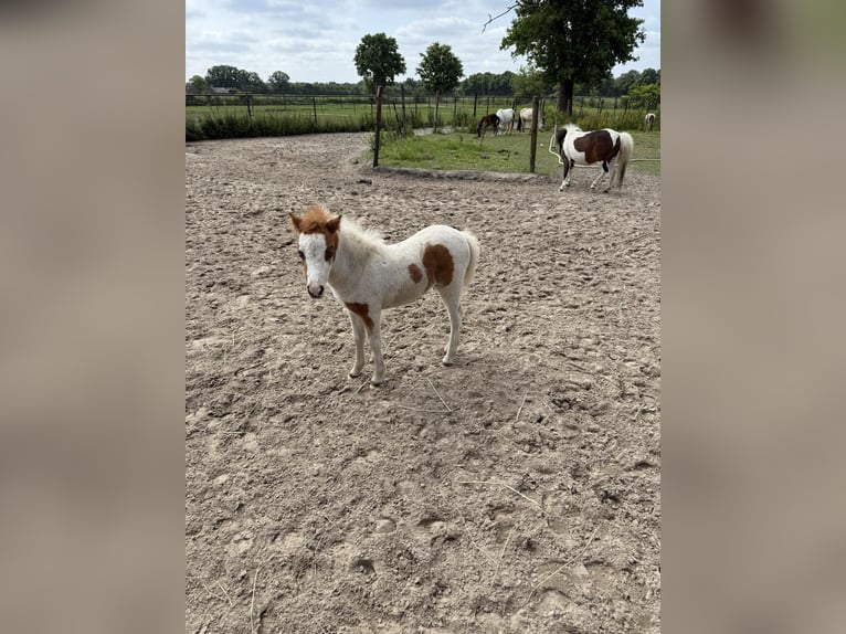 American Miniature Horse Stute 5 Jahre 81 cm Buckskin in Aarschot