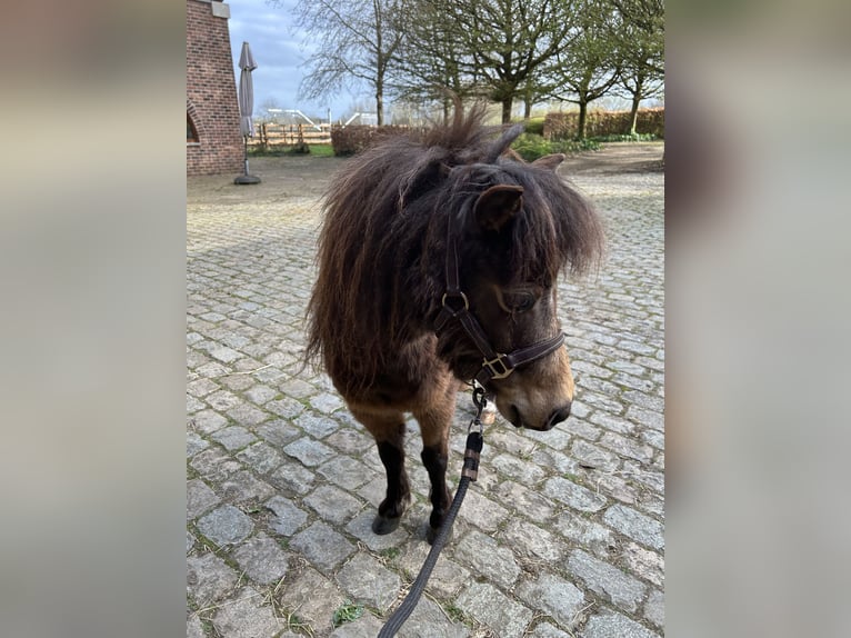 American Miniature Horse Stute 5 Jahre 81 cm Buckskin in Aarschot