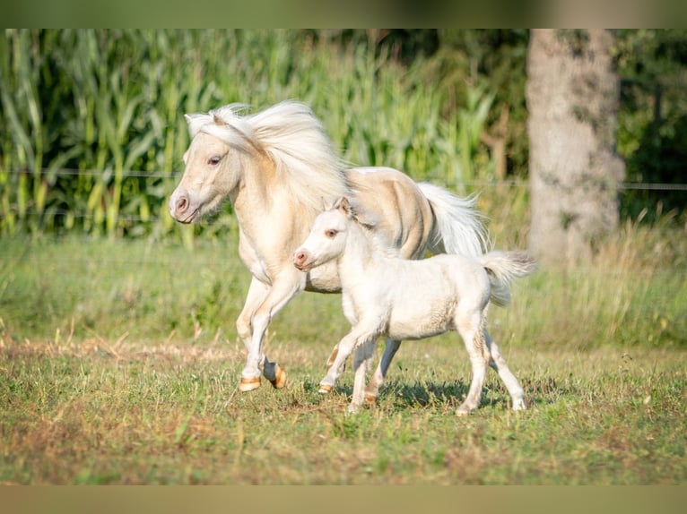 American Miniature Horse Stute 5 Jahre 83 cm Champagne in Borculo
