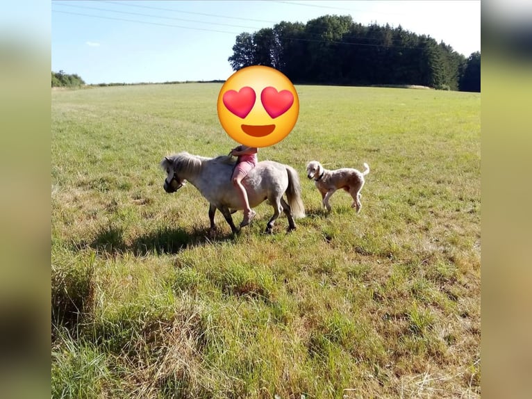 American Miniature Horse Stute 5 Jahre 84 cm Blauschimmel in Reipoltskirchen