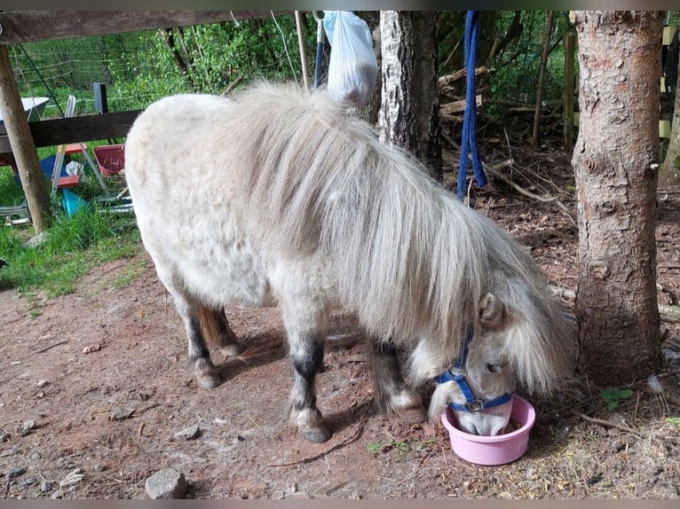 American Miniature Horse Stute 5 Jahre 84 cm Blauschimmel in Reipoltskirchen