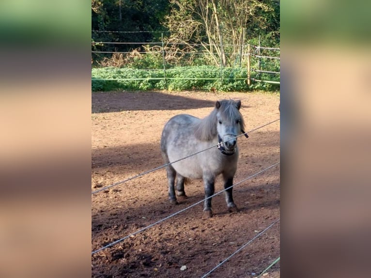 American Miniature Horse Stute 5 Jahre 84 cm Blauschimmel in Reipoltskirchen