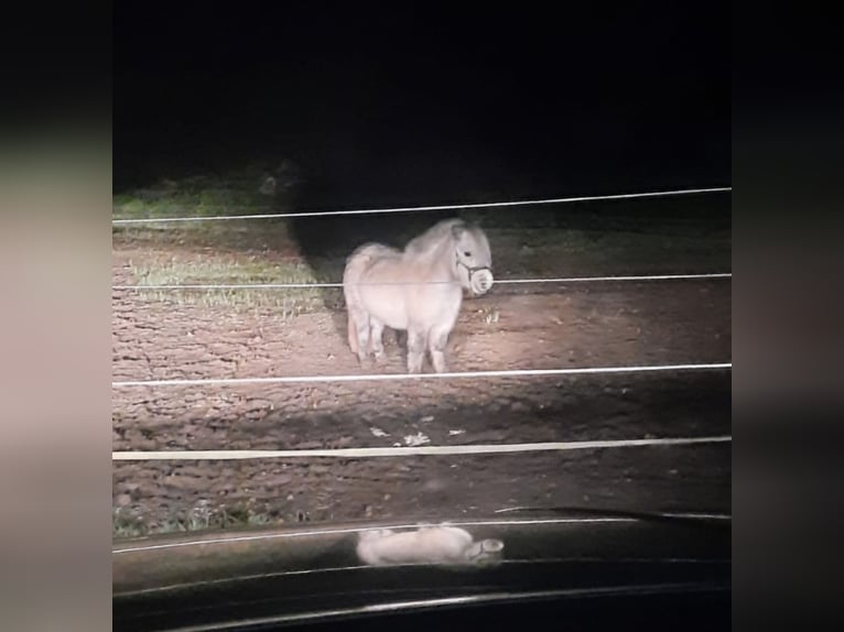 American Miniature Horse Stute 5 Jahre 84 cm Blauschimmel in Reipoltskirchen