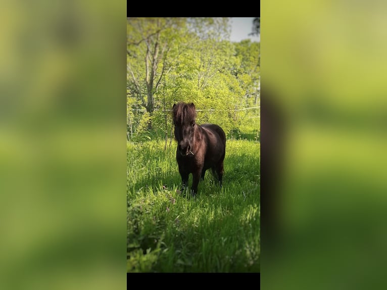 American Miniature Horse Stute 5 Jahre 85 cm Rappe in Wiener Neustadt