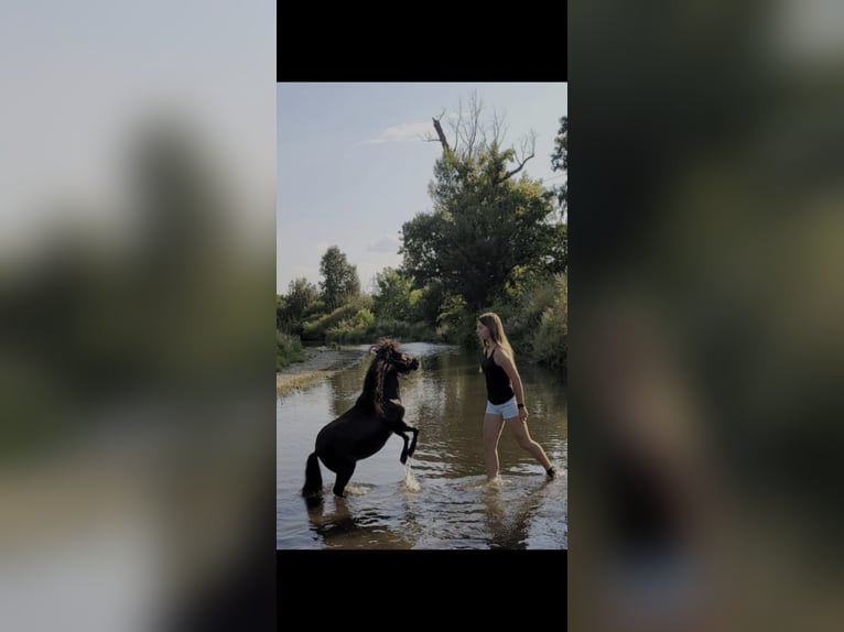 American Miniature Horse Stute 5 Jahre 85 cm Rappe in Wiener Neustadt