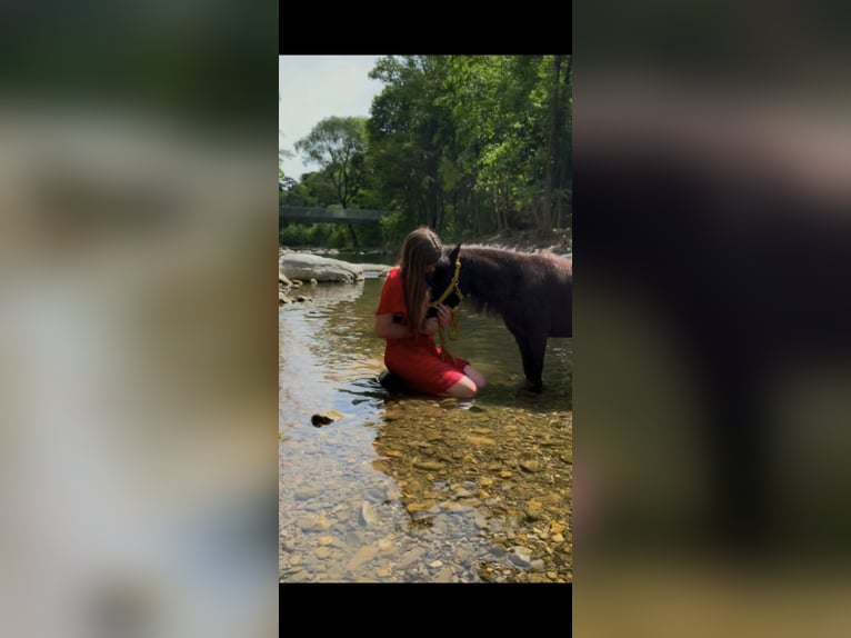 American Miniature Horse Stute 5 Jahre 85 cm Rappe in Wiener Neustadt