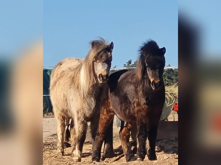 American Miniature Horse Stute 5 Jahre 85 cm Tobiano-alle-Farben in Markt Erlbach