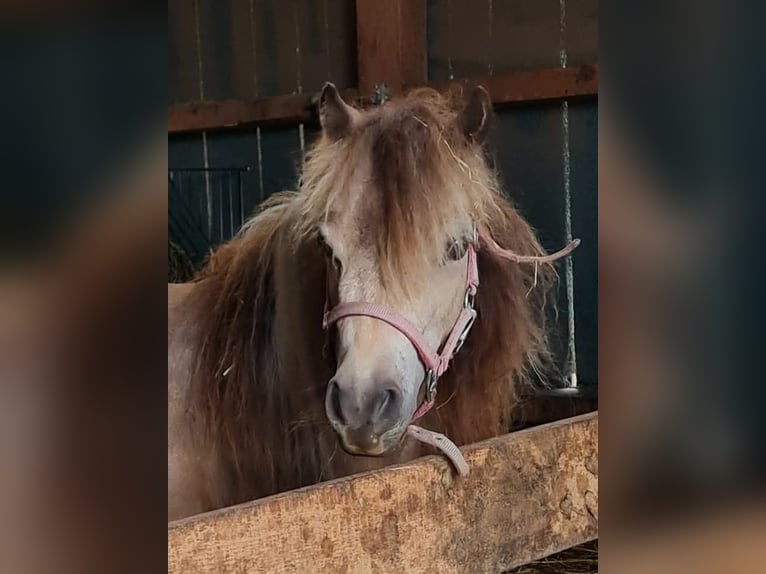 American Miniature Horse Stute 5 Jahre 85 cm Tobiano-alle-Farben in Markt Erlbach