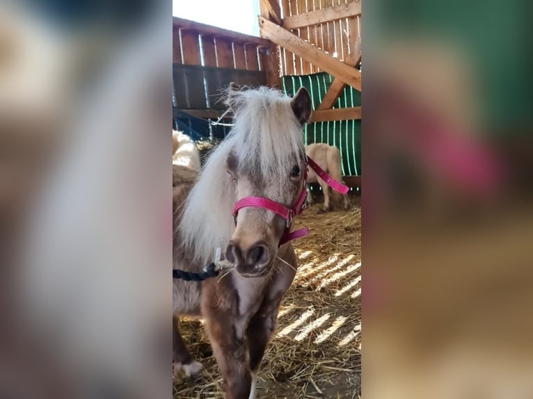 American Miniature Horse Stute 5 Jahre 85 cm Tobiano-alle-Farben in Markt Erlbach