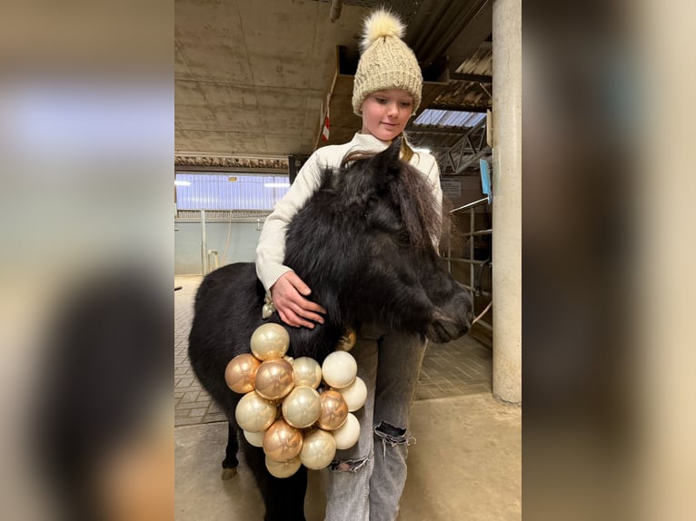 American Miniature Horse Stute 5 Jahre 92 cm Rappe in Hennef