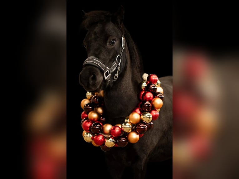 American Miniature Horse Stute 5 Jahre 93 cm Rappe in Hennef