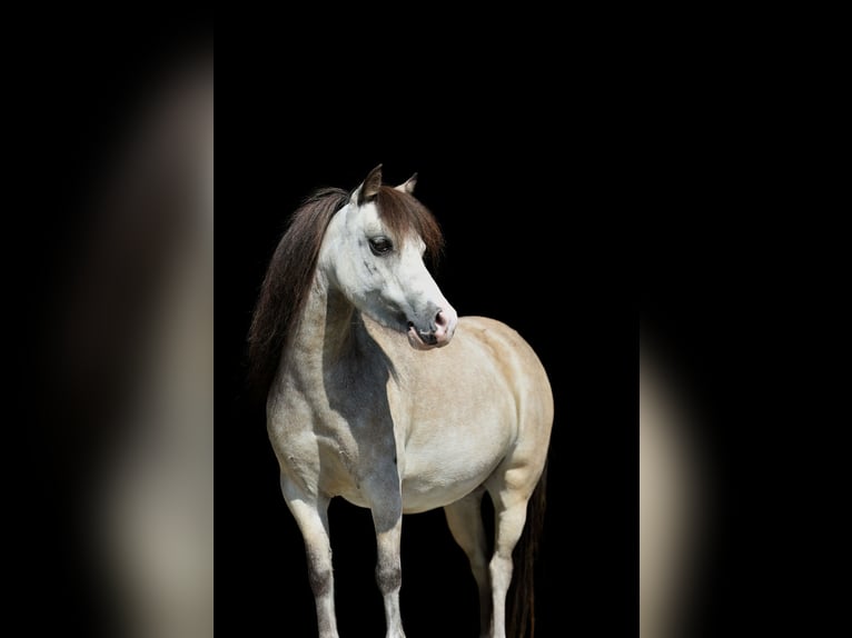 American Miniature Horse Stute 6 Jahre 85 cm Fliegenschimmel in Feldkirchen-Westerham