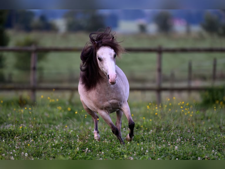 American Miniature Horse Stute 6 Jahre 85 cm Fliegenschimmel in Feldkirchen-Westerham